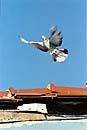 pigeon takla à Istanbul en Turquie