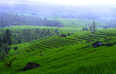 rizières en terrasses à Bali