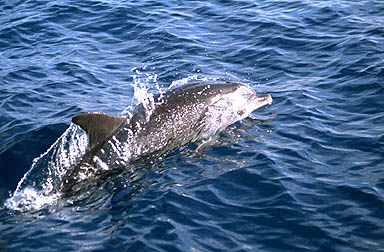 Dauphin souffleur en Atlantique
