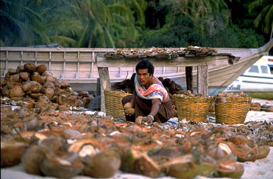 La bande centrale de l'île de Kho Phi Phi était une cocoteraie avant le Tsunami